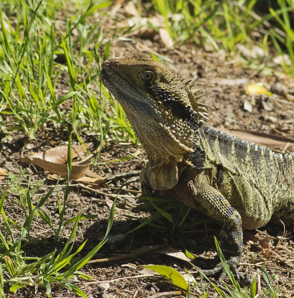 Merit For Sunnybank Dragon By Chris Seen