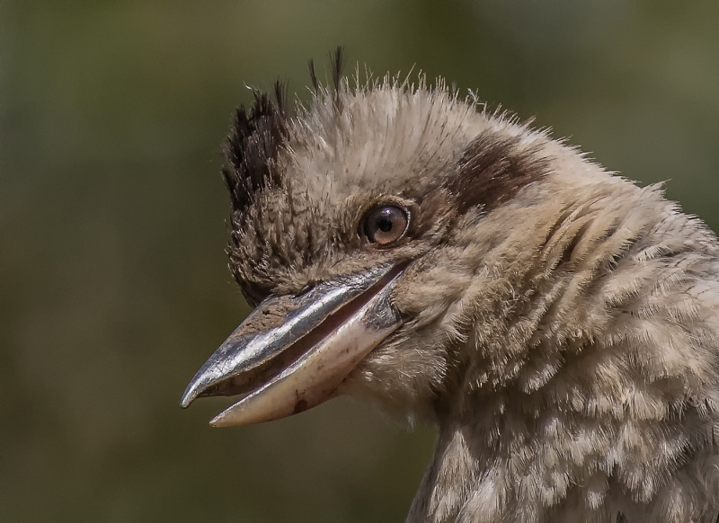 Merit For Young Kookaburra By Lekha Suraweera