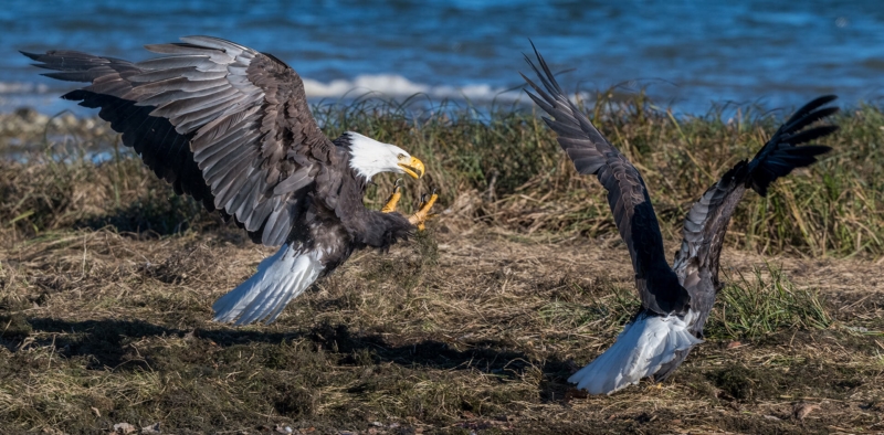 Honour For I Want Your Salmon By Jefferey Mott