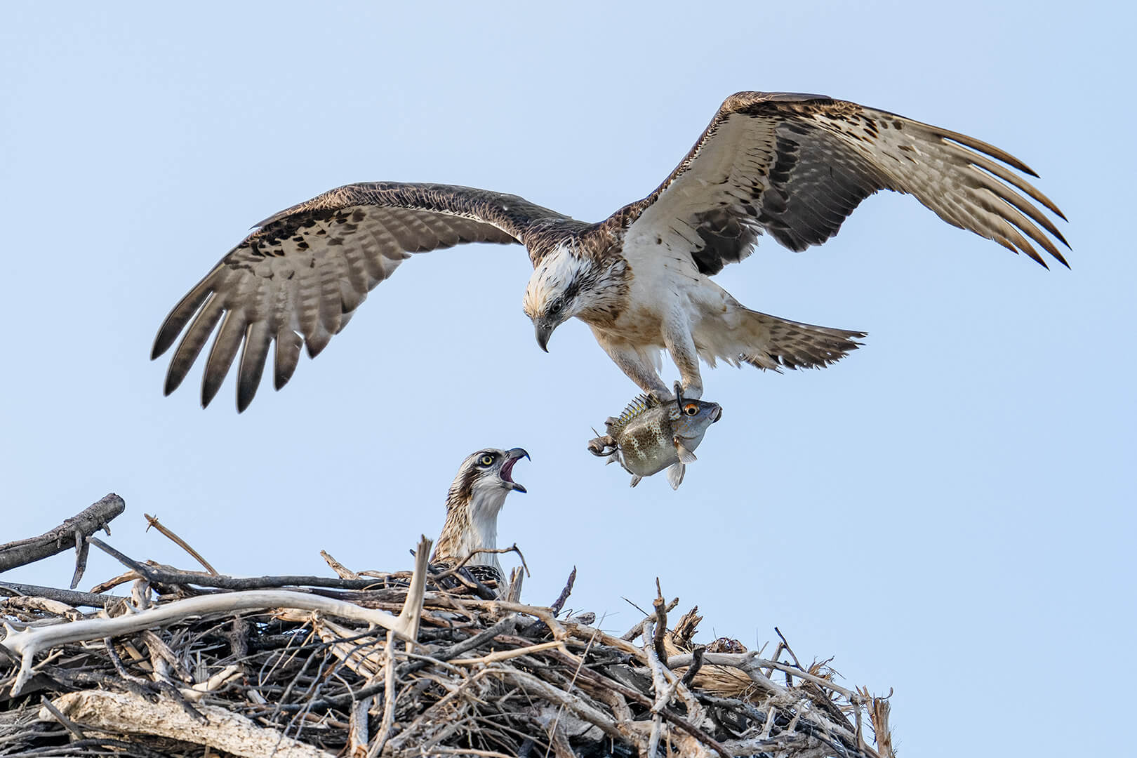 Honour For Digital Feeding The Juveniles By Jefferey Mott