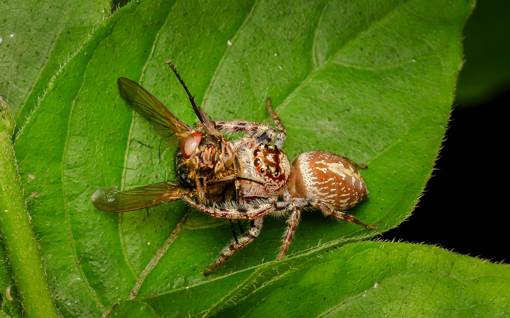 Honour For Digital More Than A Mouthfull By Hazel Sempf