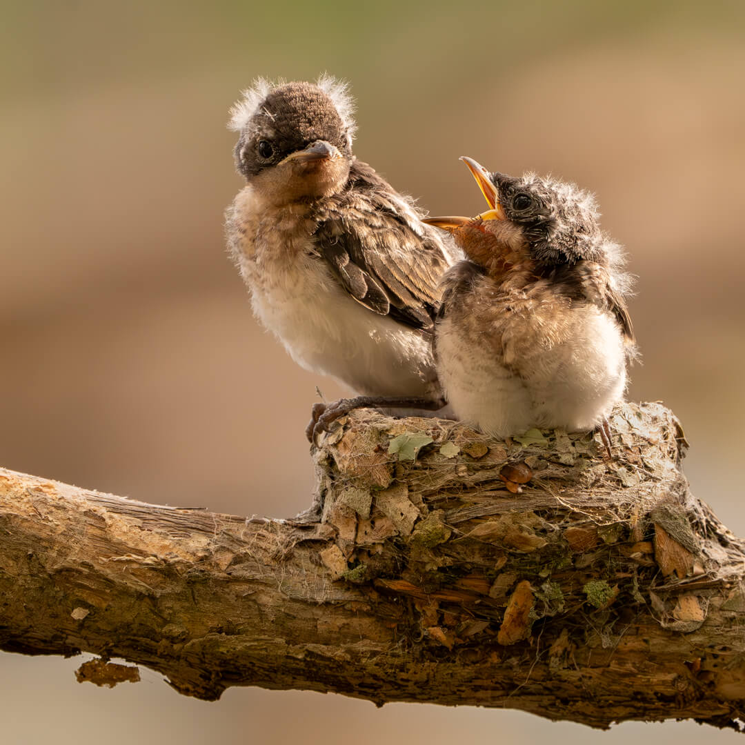 Honour For Digital Stop Pushing By Rose Parr