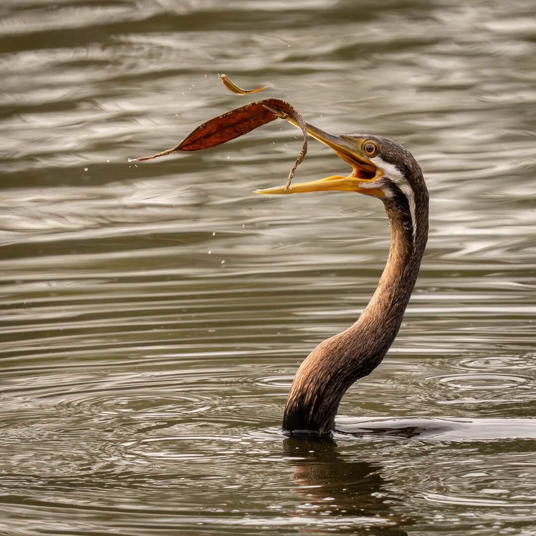 Honour For Print Oops Missed The Fish By Rose Parr