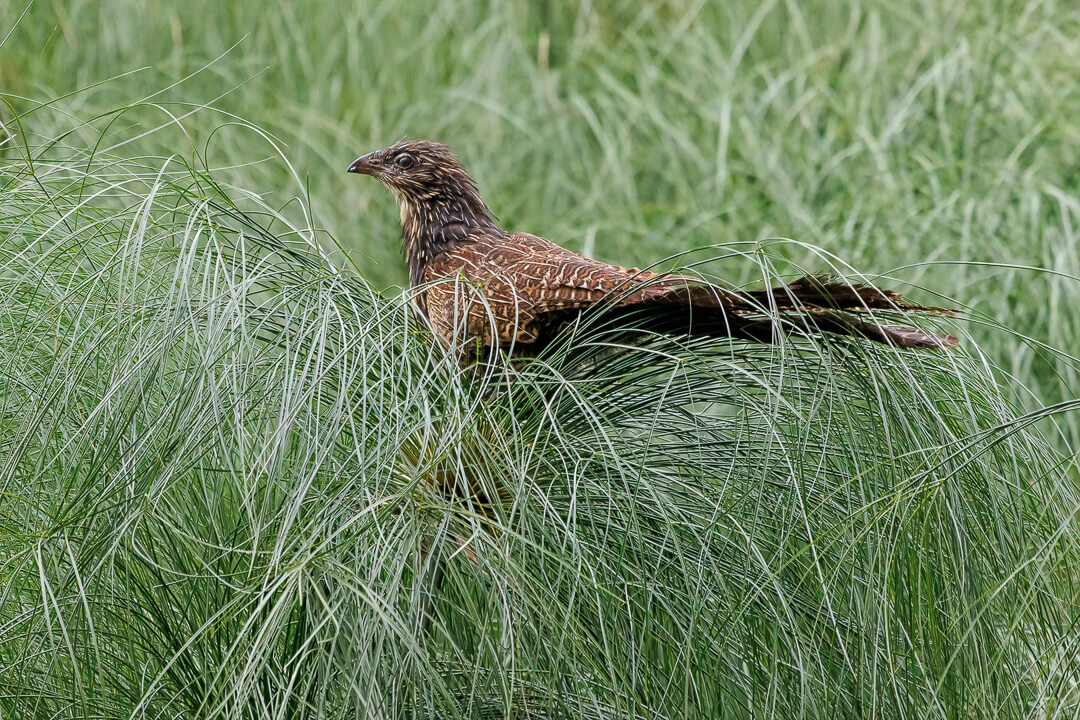 Honour For Print Pheasant Coucal  By Lekha Suraweera