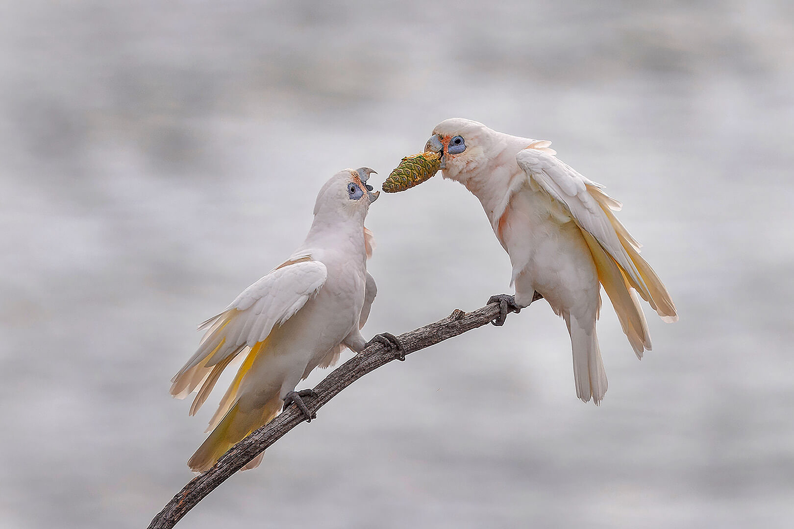 Honour For Print Sharing By Eligia Sword