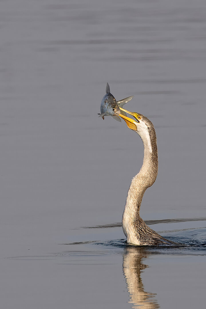Honour For Print Spear Fishing By Liann Haaima