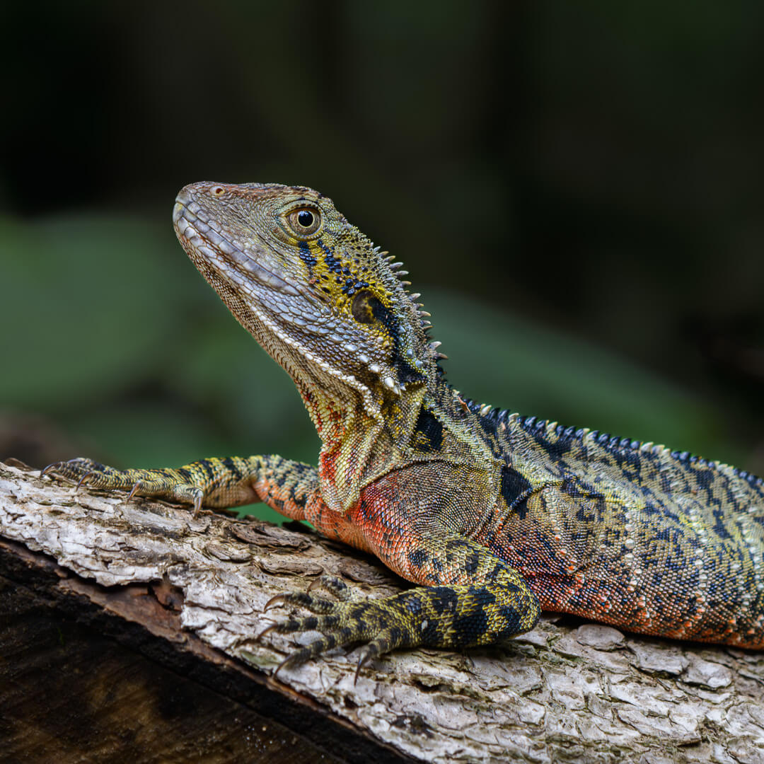 Honour For Print Water Dragon By Alan Wigginton