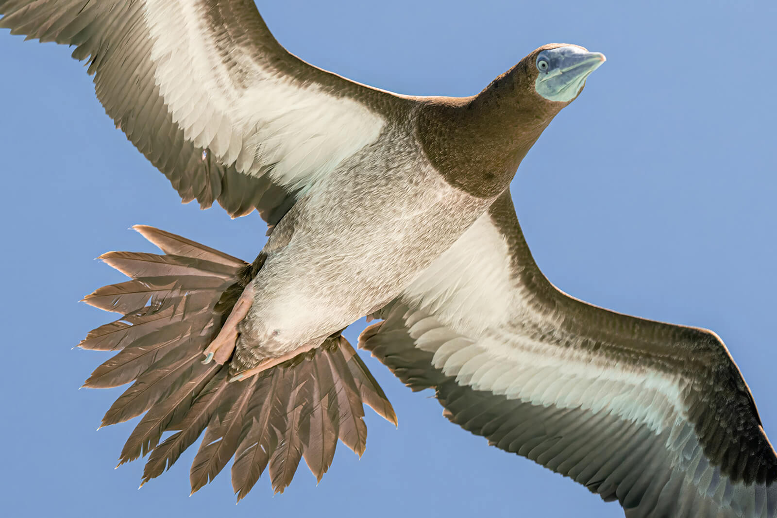 Merit For Digital Booby Flyover By Bhaskar Desha