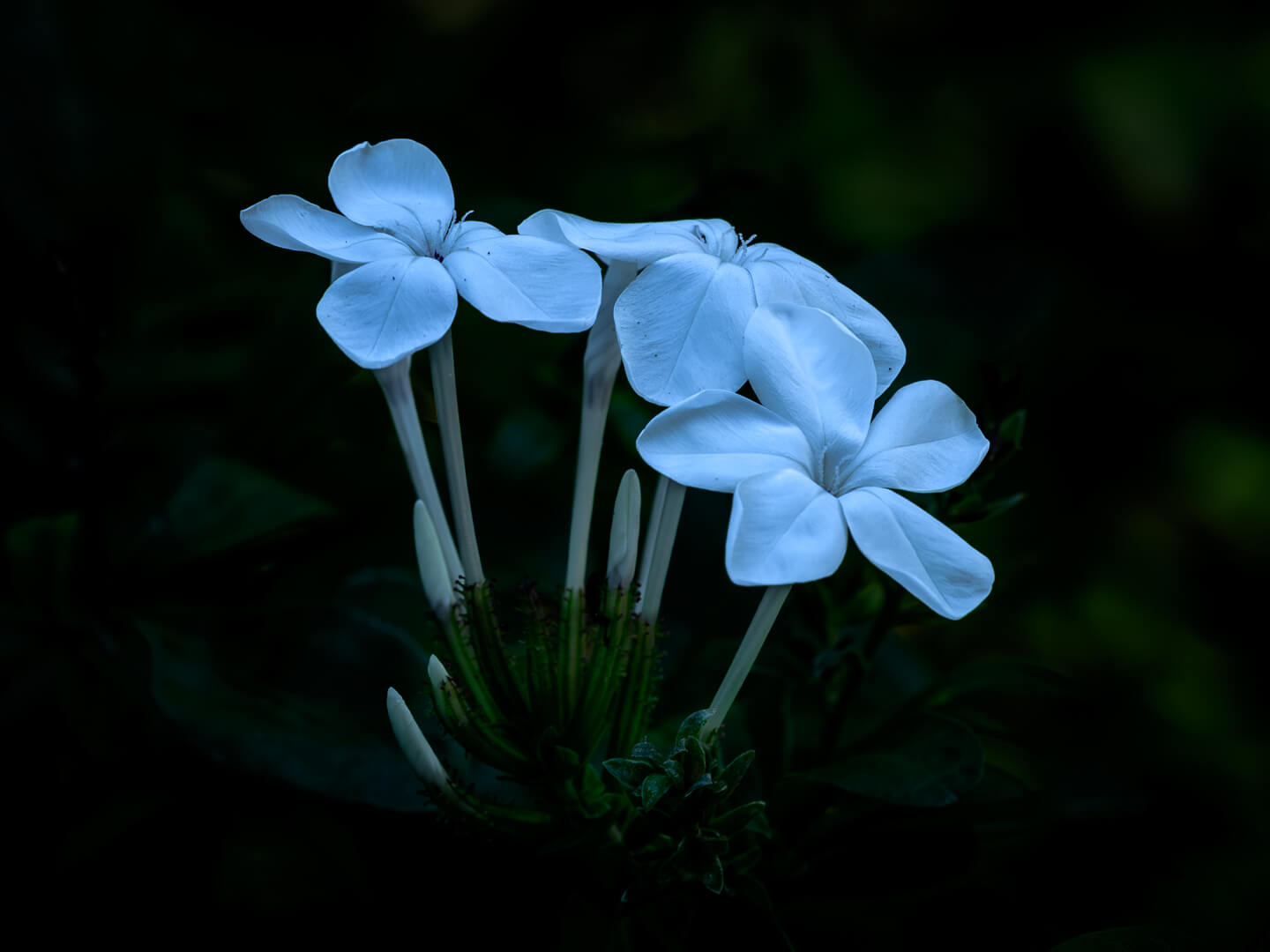 Merit For Digital Forest Flower By Ian Sweetman