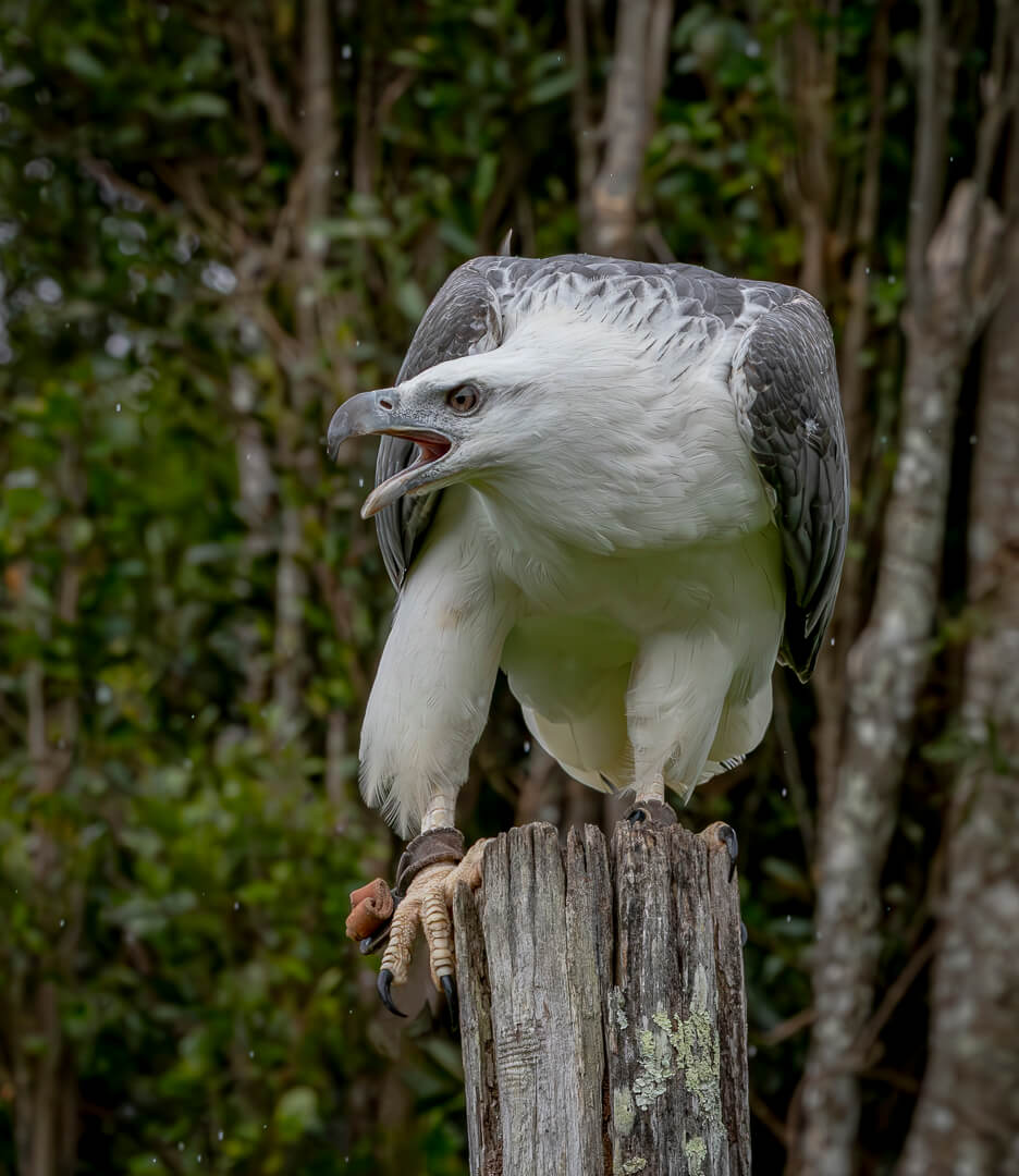 Merit For Digital Hunting In The Rain By Hazel Sempf