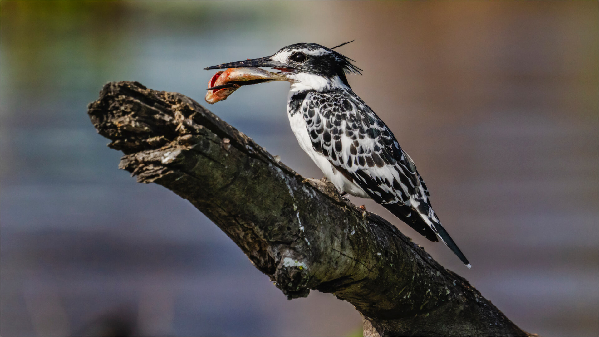 Merit For Digital Sushi For Dinner By Chris Seen