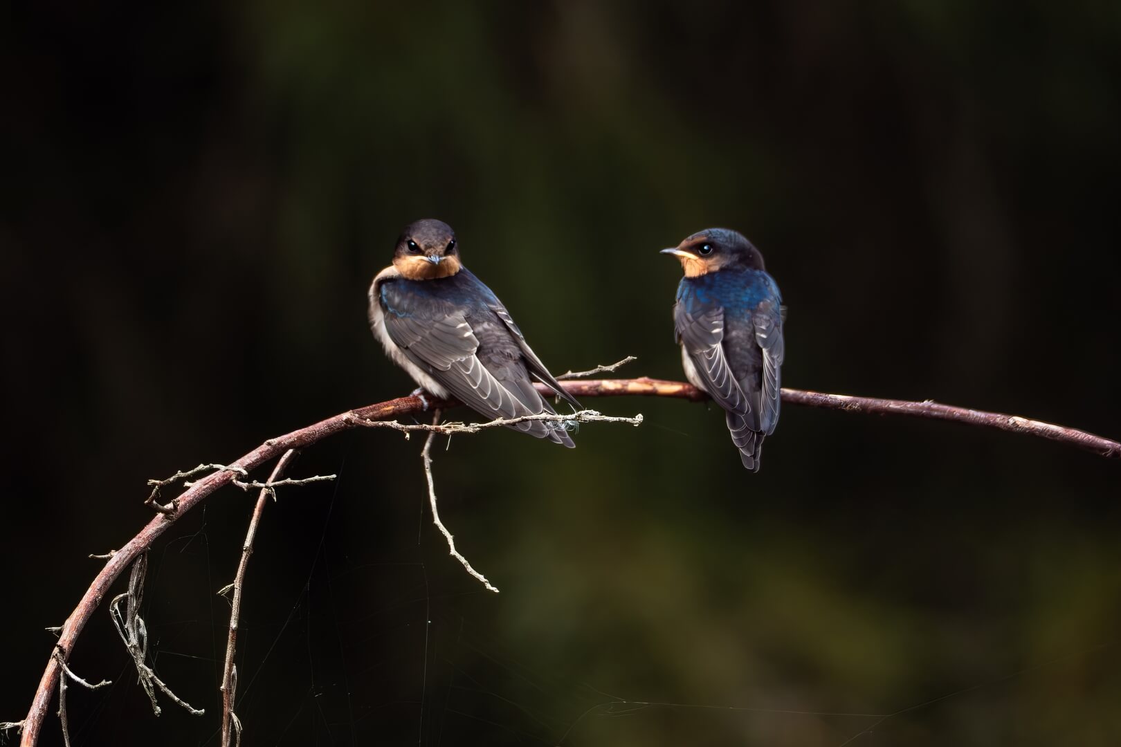 Merit For Digital Welcome Swallows By Margareta Dewilde