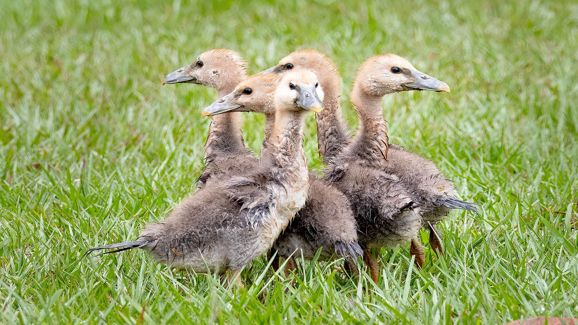 Merit For Digital Where Is Mumma By Liann Haaima