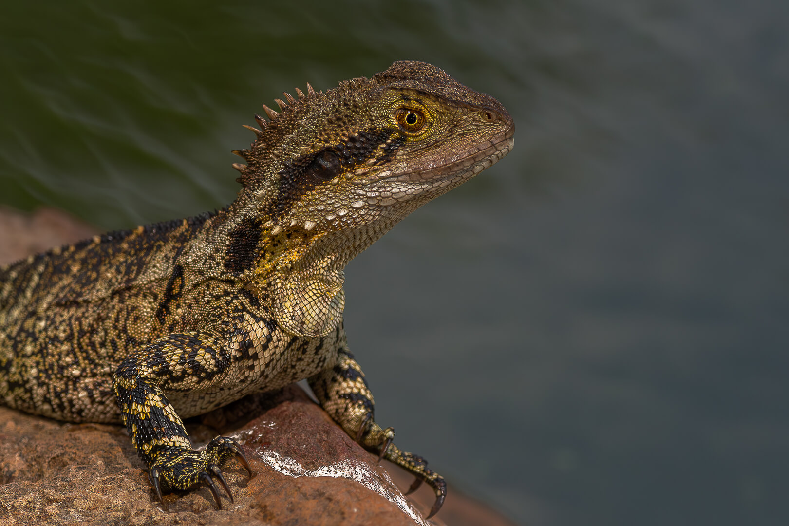 Merit For Print  Resting Water Dragon  By Swarna Wijesekera