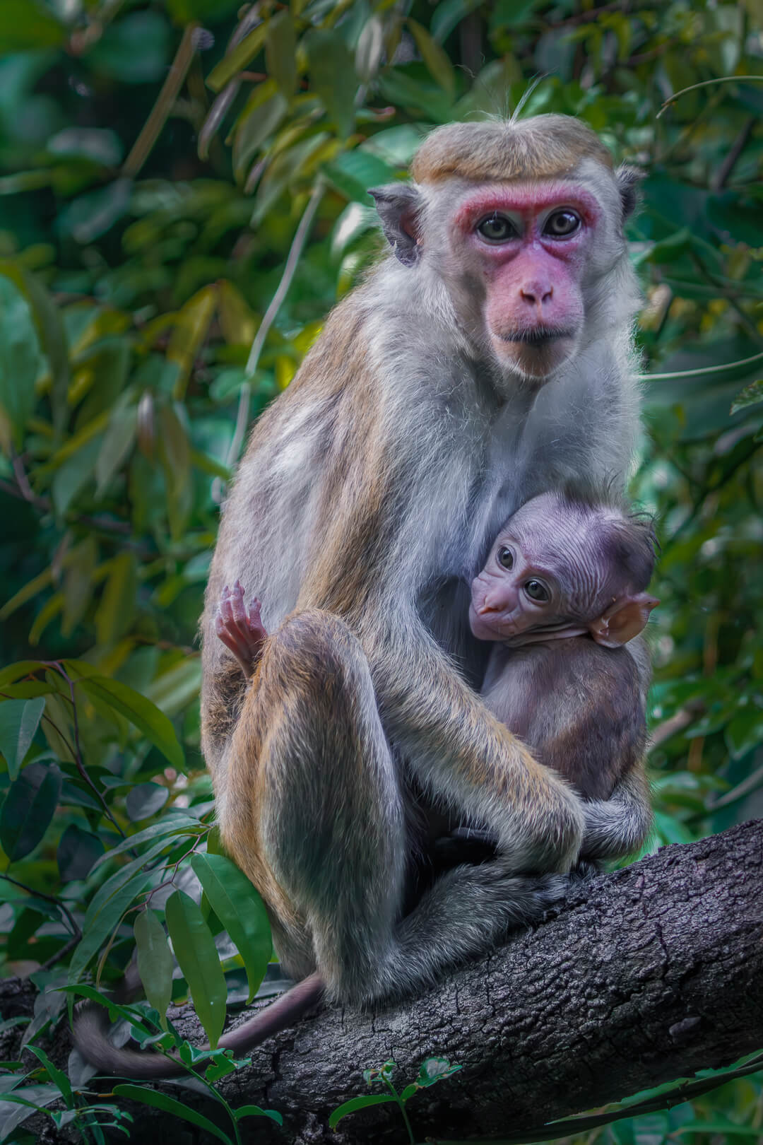 Merit For Print Mothers Love By Lekha Suraweera