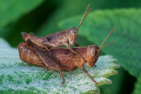 January 2026 - Digital & Print Nature