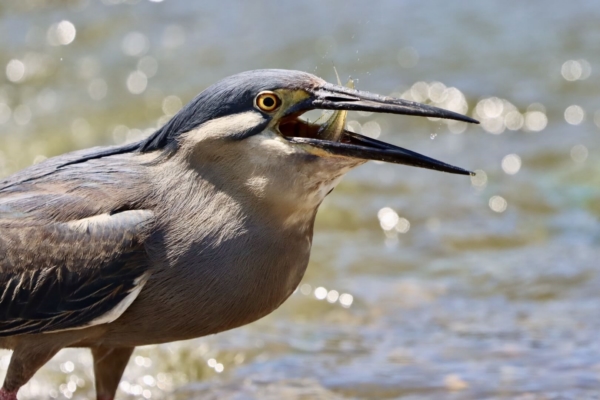 Honour For AB121 Striated Heron Having A Snack By Heidi Wallis