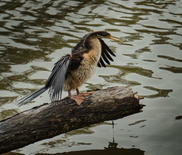 Honour For Darter Hanging Out At The Logan River By Russell Dickson