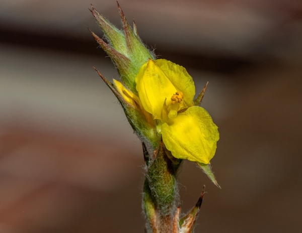 Merit For A Wild Flower By Swarna Wijesekera