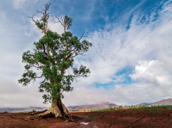 Merit For The Cazneaux Tree By Lekha Suraweera