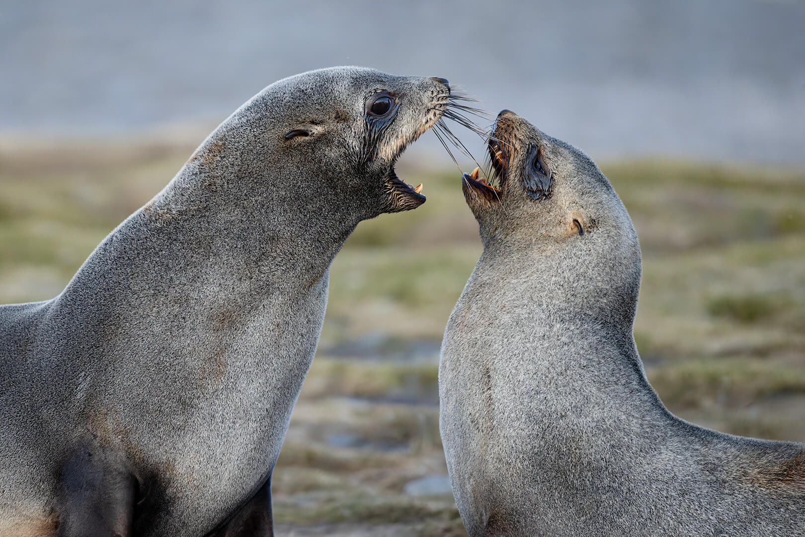 Honour For Digital Fighting Fur Seals By Jefferey Mott