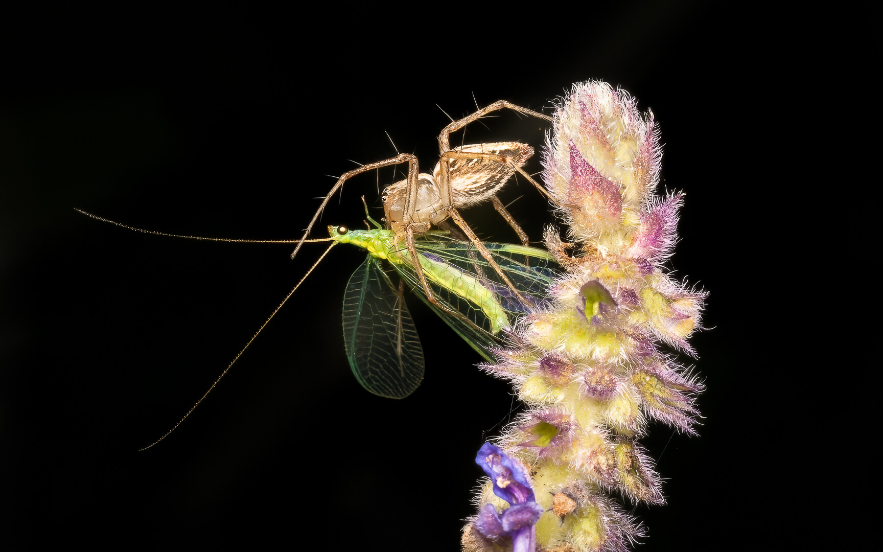 Honour For Digital Lynx Spider With Green Lacewing By Hazel Sempf