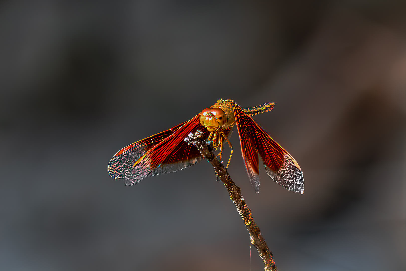 Honour For Digital Red Winged Dragon Fly By Swarna Wijesekera