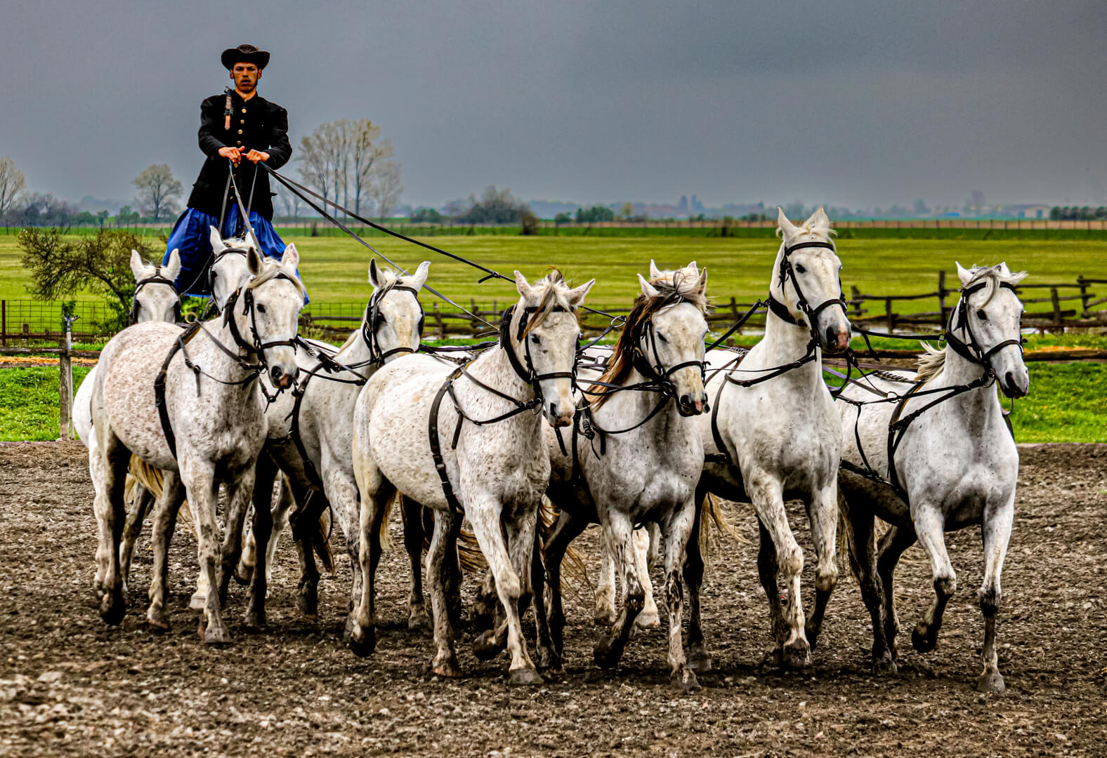 Honour For Digital The Hungarian Horseman By John Langer