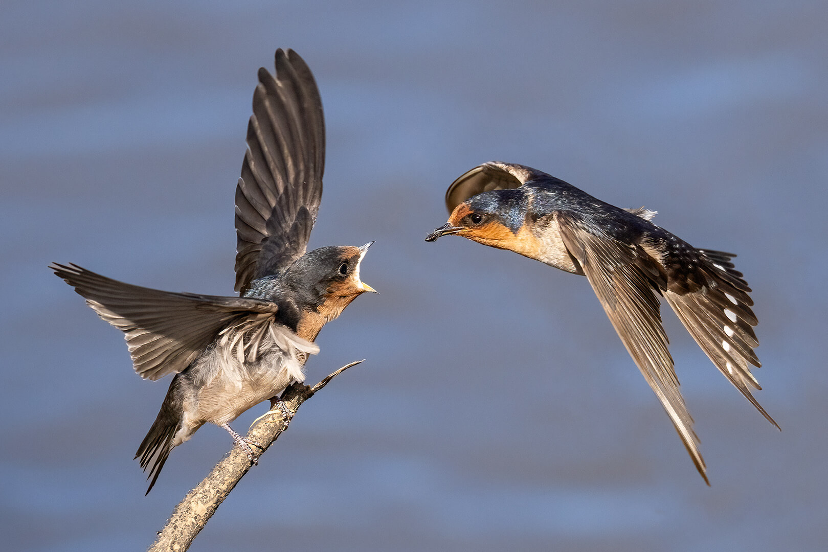 Honour For Print FLY FOR DINNER By Kerri Anne Cook