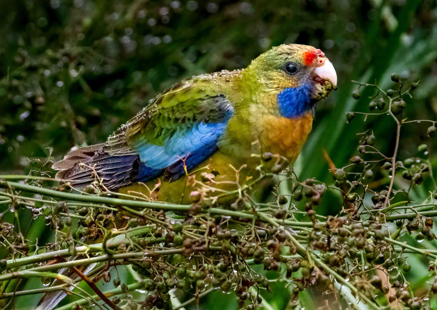 Honour For Print Green Rosella By Christine Jull