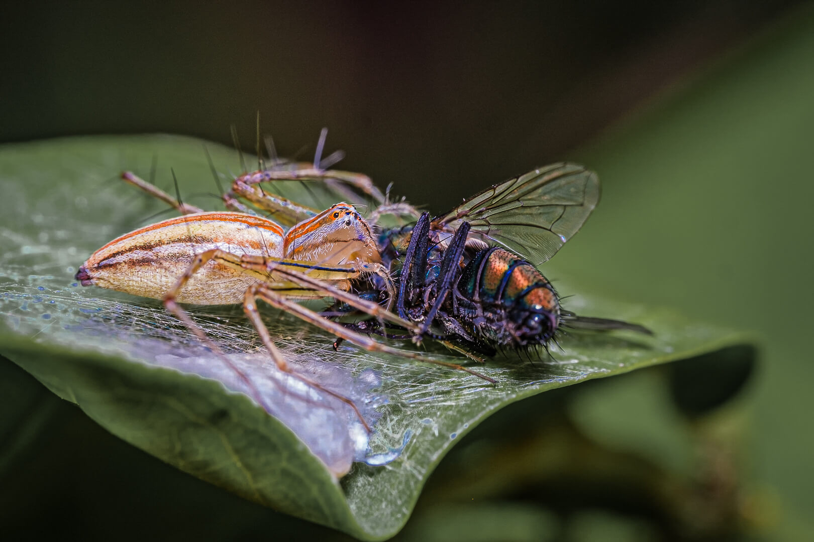 Merit For Digital Spider With Breakfast By Lekha Suraweera