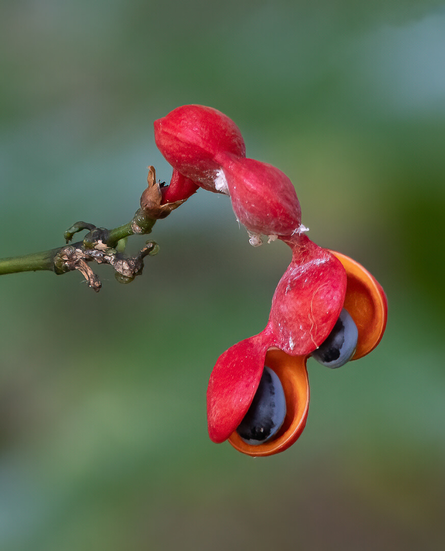 Merit For Digital Tropical Qld Beauty By Susan Chisholm