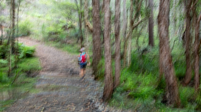 Honour For Digital Bush Walking By Shuying Jiang