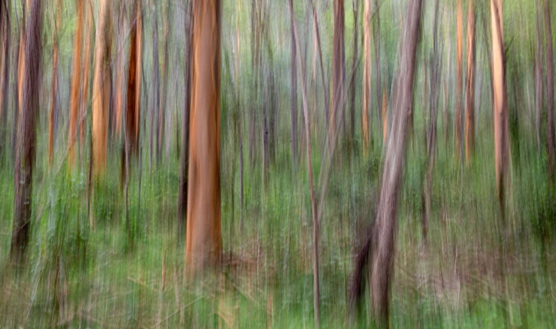 Honour For Digital Colourful Forest By Shuying Jiang