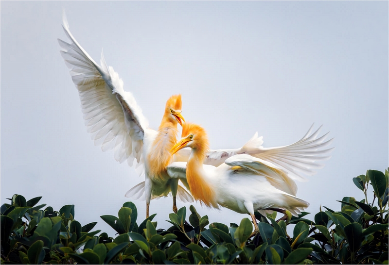 Honour For Digital Just Showing Off By Geoffrey Hui