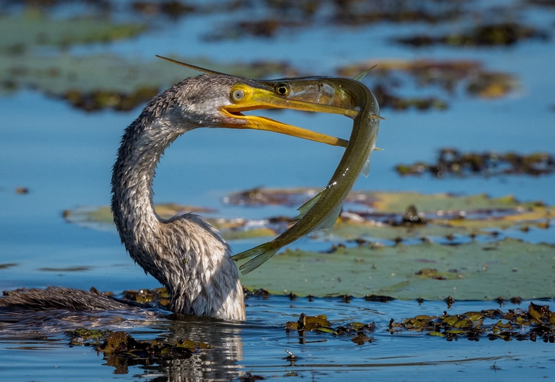 Honour For Digital Seeing Eye To Eye By Jefferey Mott