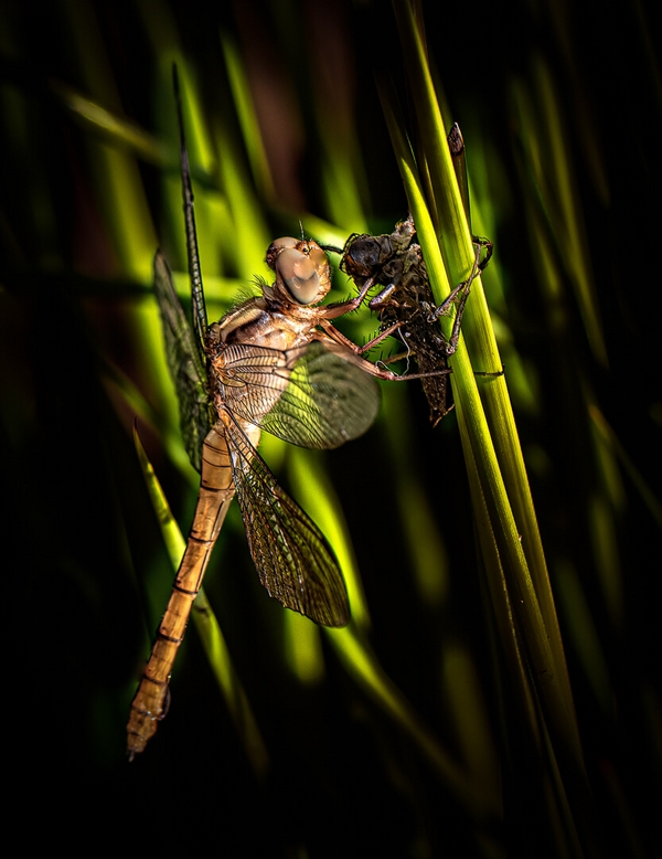 Merit For Digital Dragon Fly With Breakfast By Lekha Suraweera