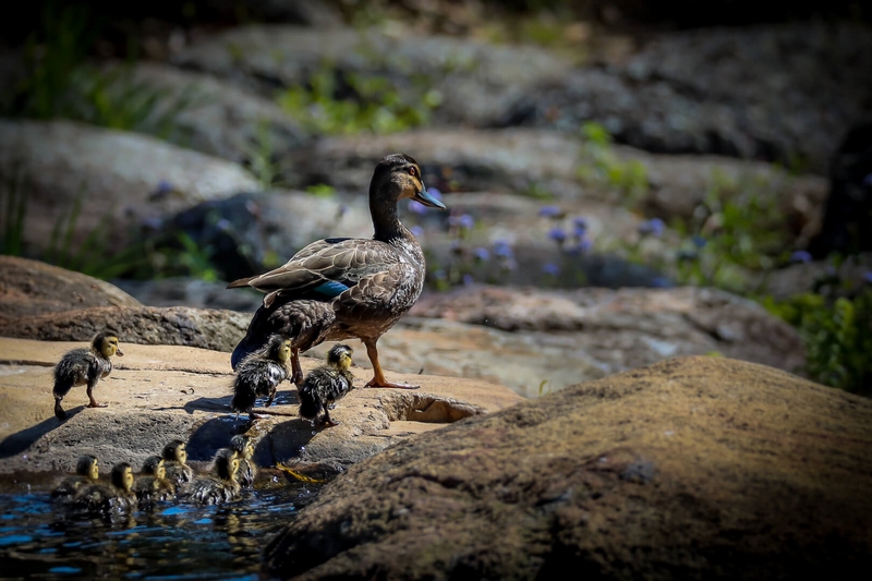 Merit For Digital Following Mommy By Mangala Jayasekera