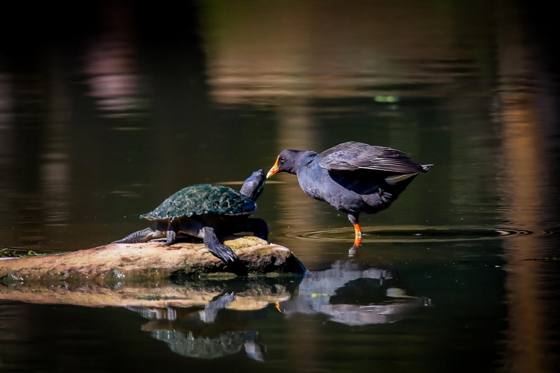 Merit For Digital Friends By Mangala Jayasekera