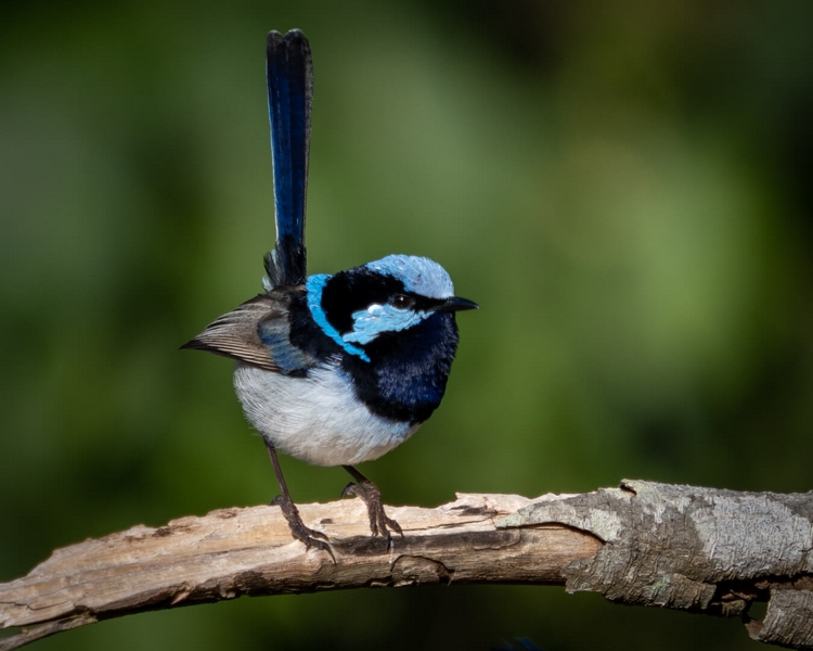 Merit For Digital Superb Fairy Wren By Dorothy Harkins