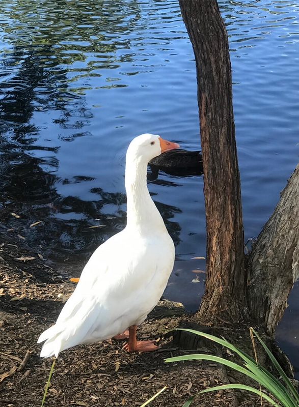 Merit For Digital White Duck By Shania Mitchell