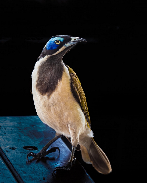 Merit For Print Blue Eyed Honeyeater By 103