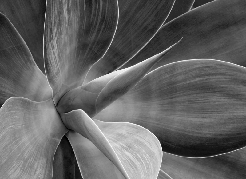 Merit For Agave BW By Ann Smallegange