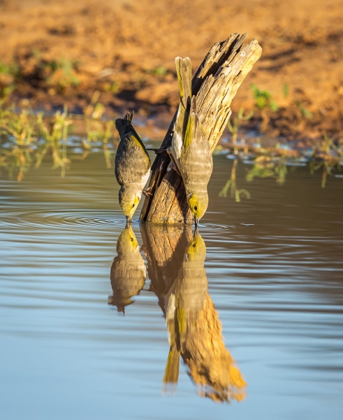 Merit For White Plumed Honeyeaters By Bruce Martin