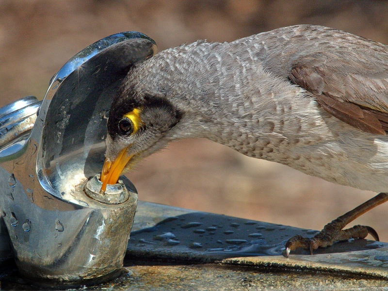 Merit For Bird Drinking At Fountain By Joyce Metassa