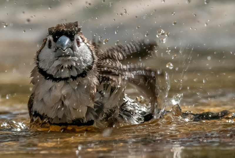 Honour For All In A Flap By Sandra Anderson