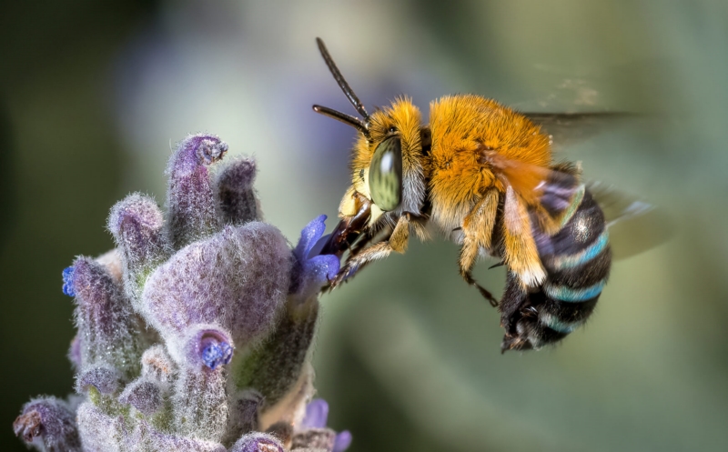 Honour For 081 Blue Banded Bee By Jefferey Mott