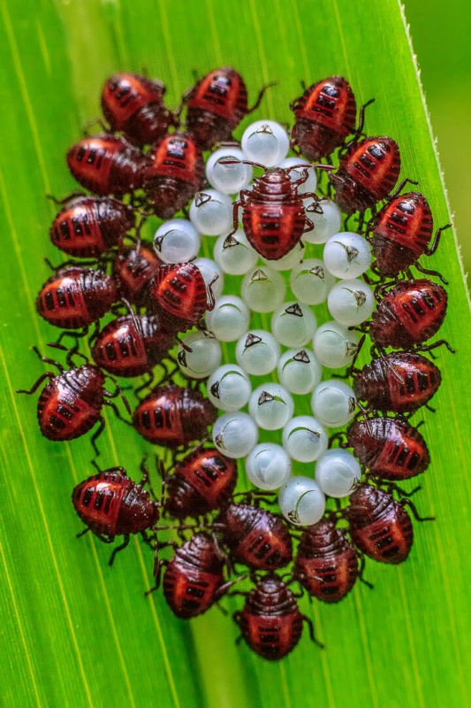 Honour For Hatchlings By Lekha Suraweera