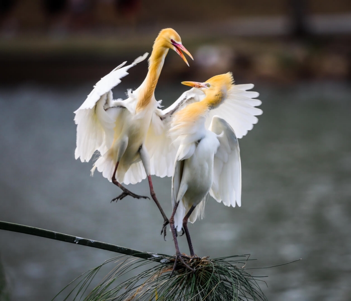 Honour For Lets Dance By Mangala Jayasekera