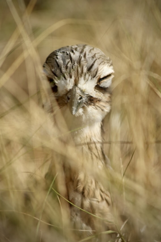 Merit For AB121 Camouflage Curlew By Heidi Wallis